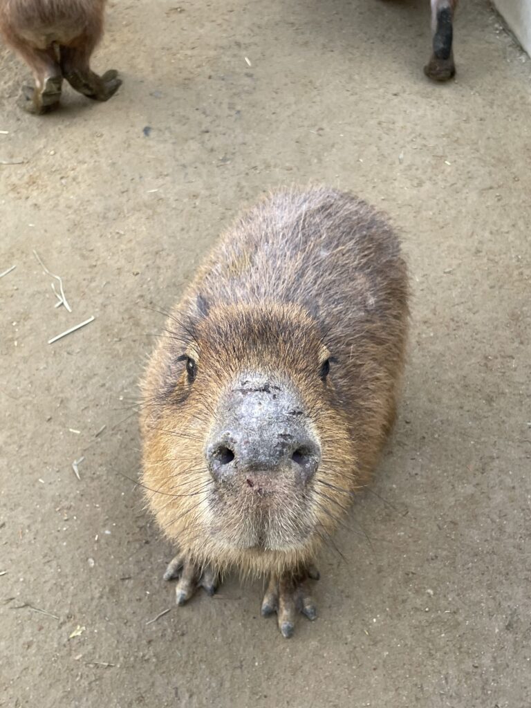 かとうゆみ　カピバラ どうぶつとふれあいませんか＝霞ケ浦 どうぶつとみんなのいえ＝ | 行方