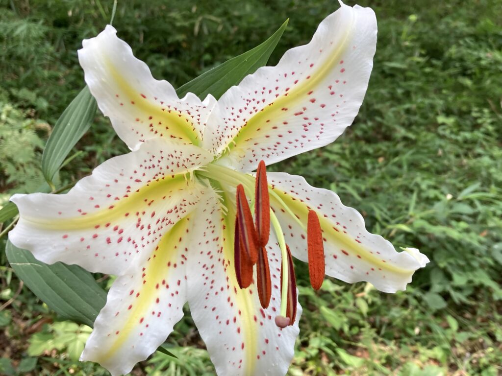 令和7年度「山百合の里」無料開放のお知らせ | 行方市観光協会