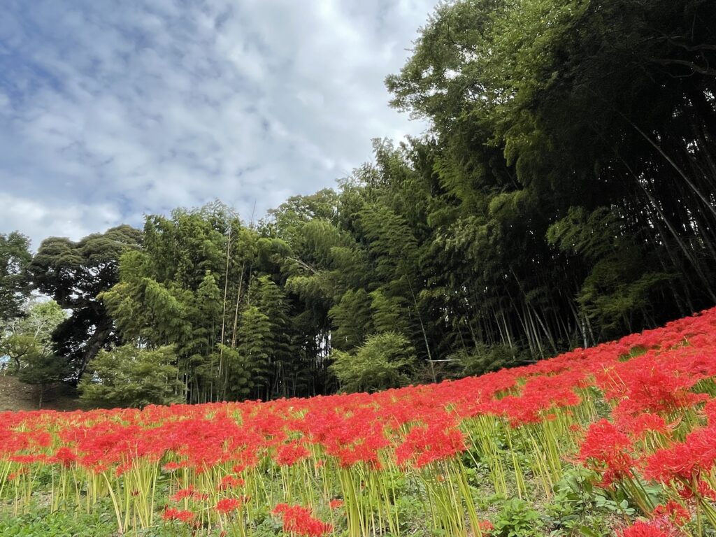 623＊花街道　261彼岸花 623＊花街道 261彼岸花